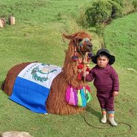 ovejasyllamasdelasierra