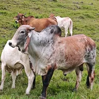 original sound - rlosnegritos