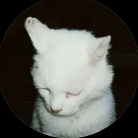 original sound - kot.kot.a