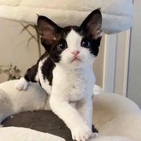 sharingthedaysofcats