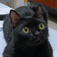 suara asli - aangblackcat