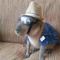 dailycapybara