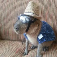 original sound - dailycapybara