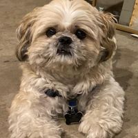 original sound - Mike the Shih Tzu