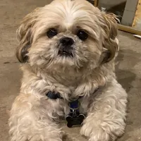 original sound - miketheshihtzu