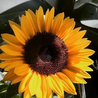 mia_t3891
