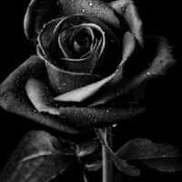 _12345_blackrose