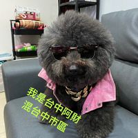 原聲 - 貴賓界獒犬-台中阿財