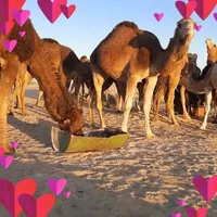 original sound - userzbm6a4qiqp