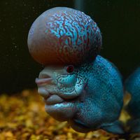 I hope this sound goes viral