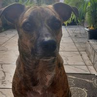 cachorrinho_tigrao