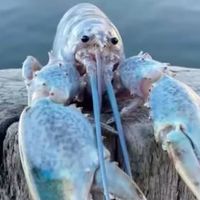 realbluelobster