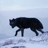 original sound - audios4quads