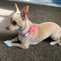 la.guacha.michoacana