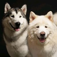 original sound - Kai and Kimo