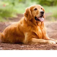 original sound - dog100493