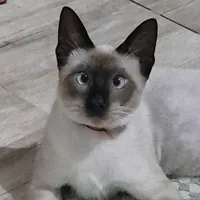 original sound - _theozinho05