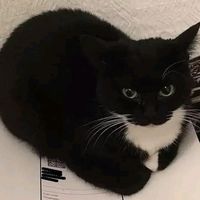 cat_maxwell_nooffic