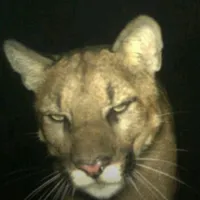 original sound - audioplugs4us