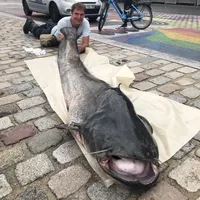 original sound - ch.tis.bob