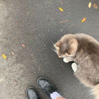 娃娃脸