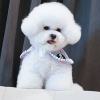 chanel_bichon