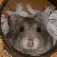 pompom_o_hamster_