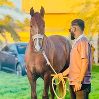 abdulrahmanalajili6