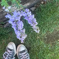 the swan by saint saens