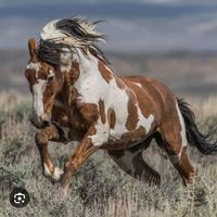 amo_cavalos89