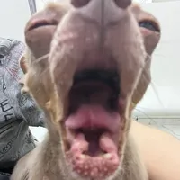 Яичко танцует