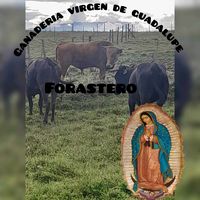 ganaderiavirgende