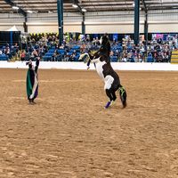 everydayhorsemanship