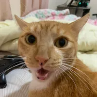 original sound - bobpimentinha