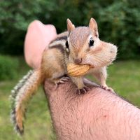 chipmunksandfriends