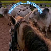 musicas._.sertaneja