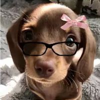 soy_naliboom