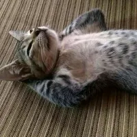 original sound - miss_cave01