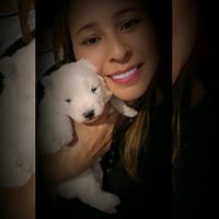 mahalmeida540mysamoyeds