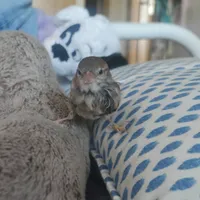 original sound - entrepelos_