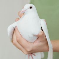 pigeonvoyageurglobal