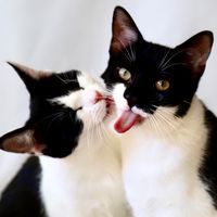 somanycats.com