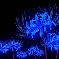 Uhh some lovely music