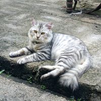 suara asli - Joy Handsome1cat_abu