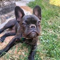 p_chan_frenchie