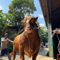 nidufarm_malang