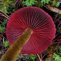 TikTok Account - wildcraftedstudio