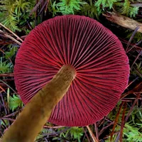 original sound - wildcraftedstudio