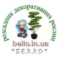 bello.in.ua