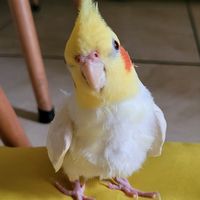 calopsita_thomas